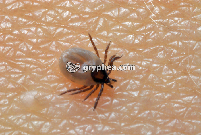 Tique en déplacement sur la peau (Ixodes sp.) - gryphea.com